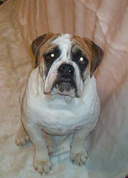 pups082.jpg