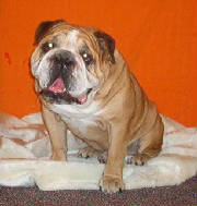 pups106.jpg