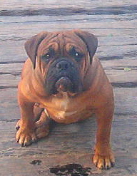 pups079.jpg